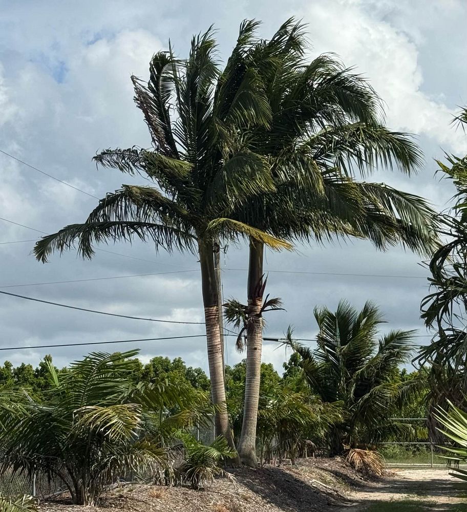 satakentia-liukiuensis-satakentia-palm
