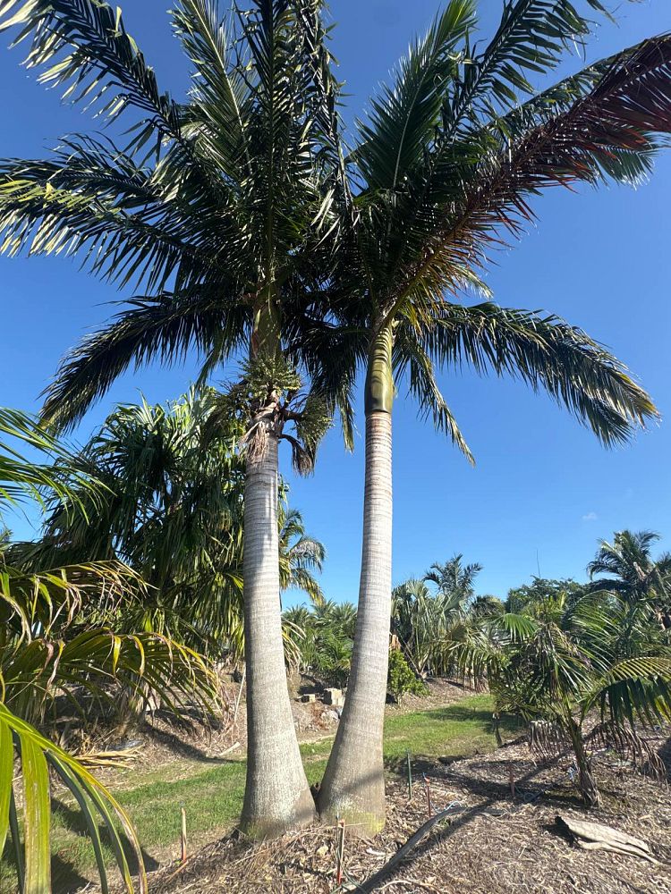 satakentia-liukiuensis-satakentia-palm