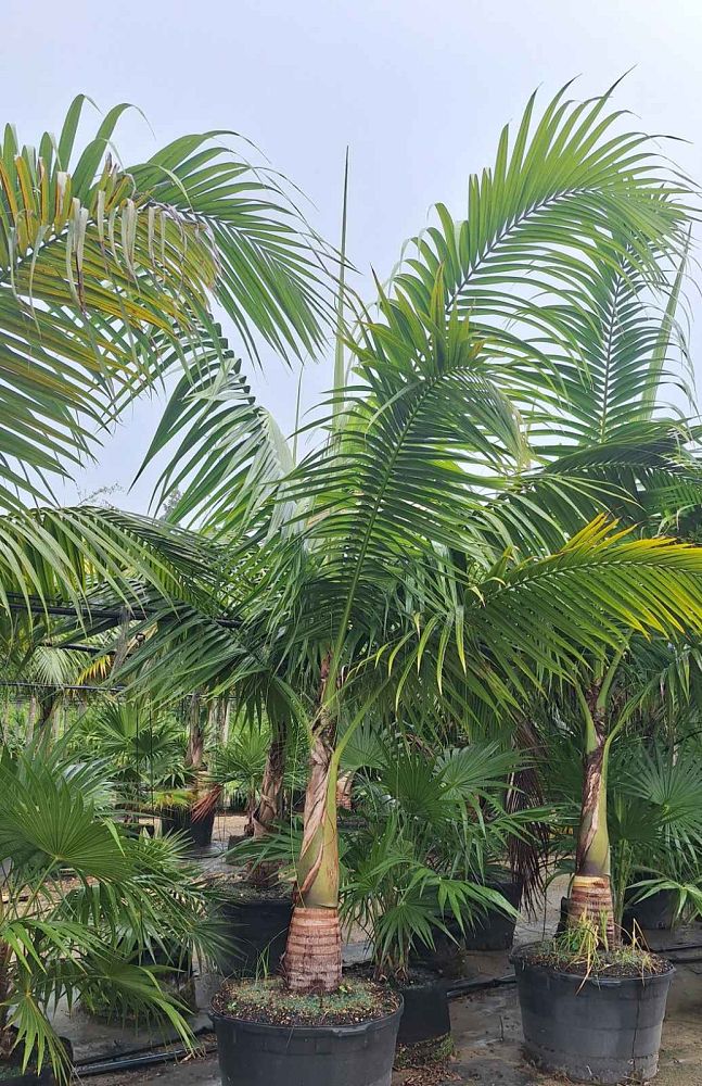 satakentia-liukiuensis-satakentia-palm