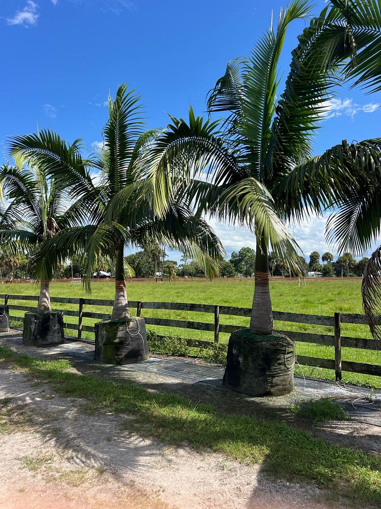 satakentia-liukiuensis-satakentia-palm