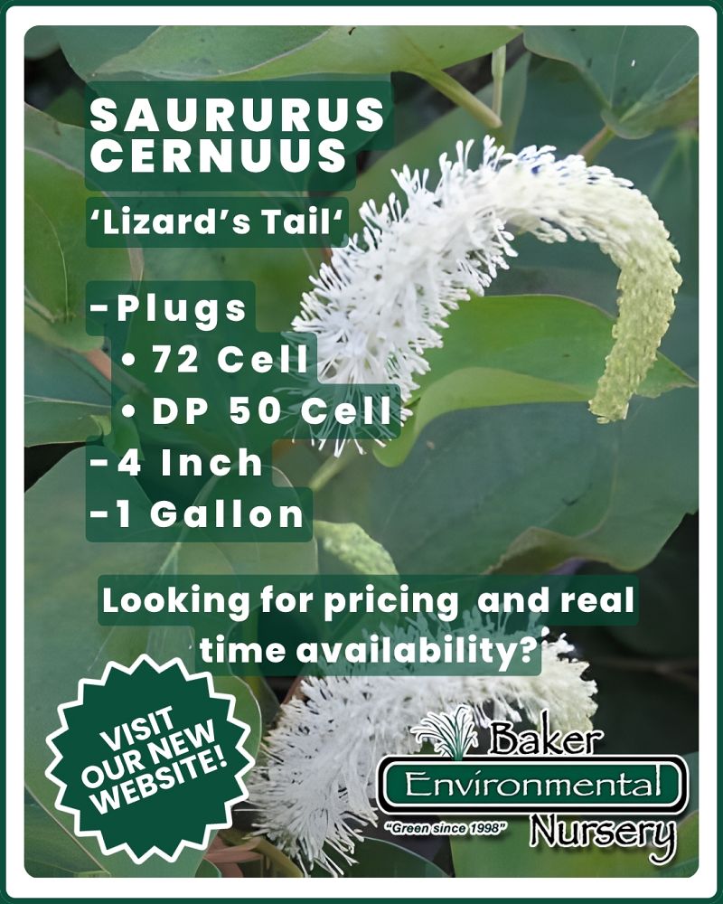 saururus-cernuus-lizard-tail-water-dragon-lizard-s-tail