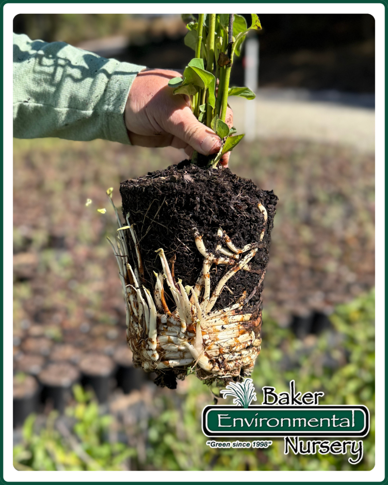 saururus-cernuus-lizard-tail-water-dragon-lizard-s-tail