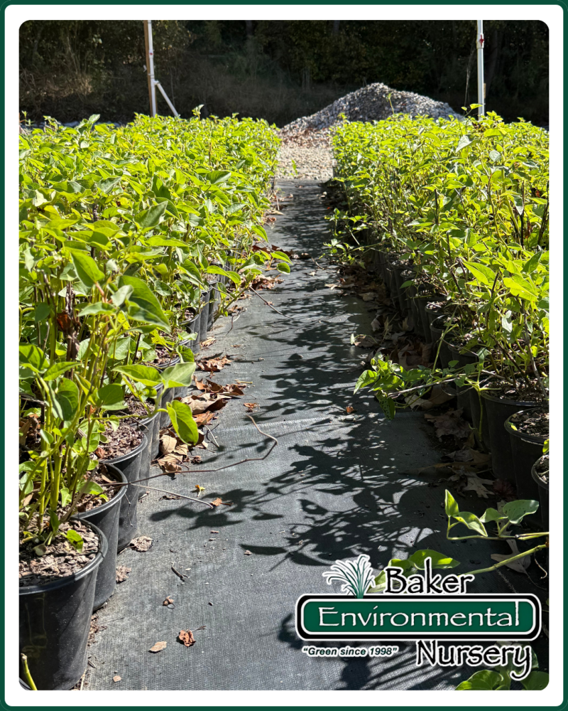 saururus-cernuus-lizard-tail-water-dragon-lizard-s-tail