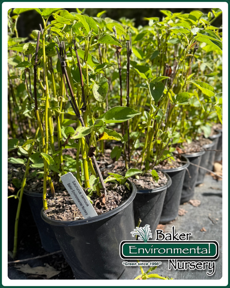 saururus-cernuus-lizard-tail-water-dragon-lizard-s-tail