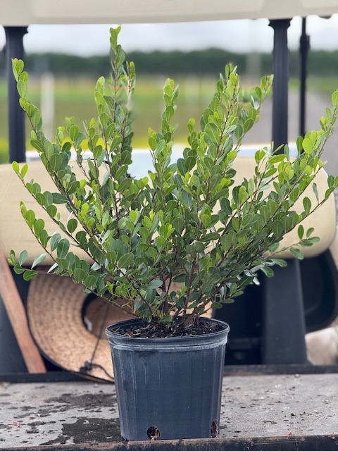 savia-bahamensis-bahama-maidenbush