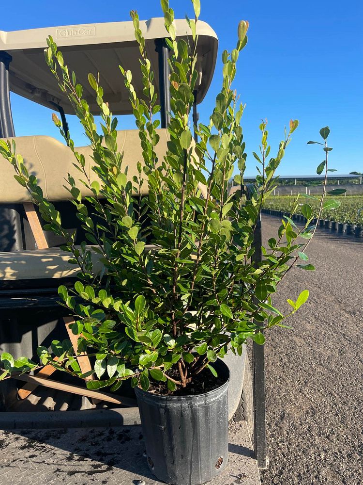 savia-bahamensis-bahama-maidenbush