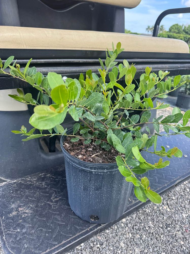 savia-bahamensis-bahama-maidenbush