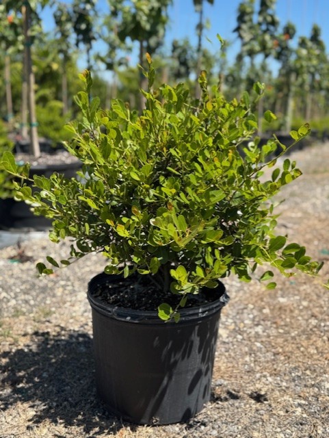 savia-bahamensis-bahama-maidenbush