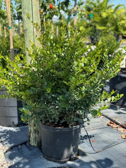 savia-bahamensis-bahama-maidenbush