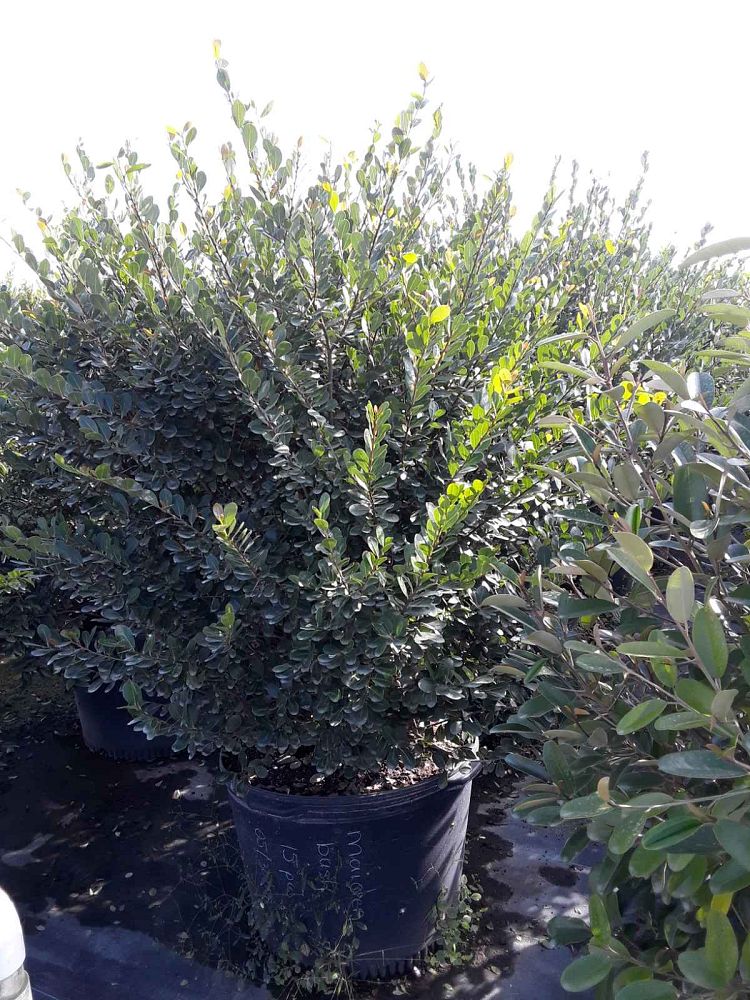 savia-bahamensis-bahama-maidenbush