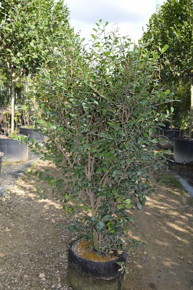 savia-bahamensis-bahama-maidenbush