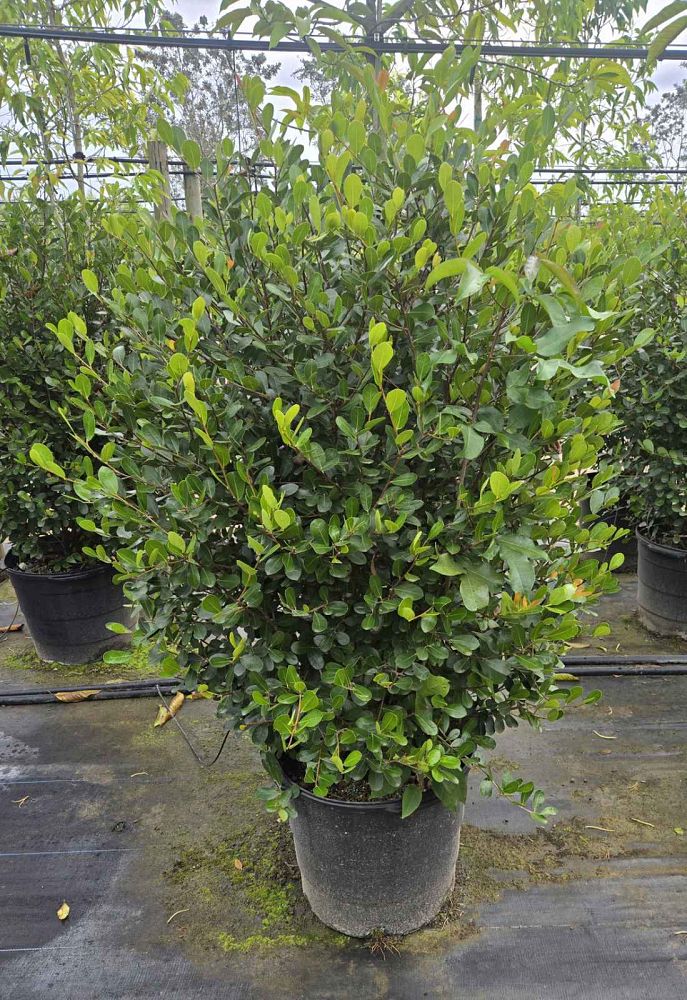 savia-bahamensis-bahama-maidenbush
