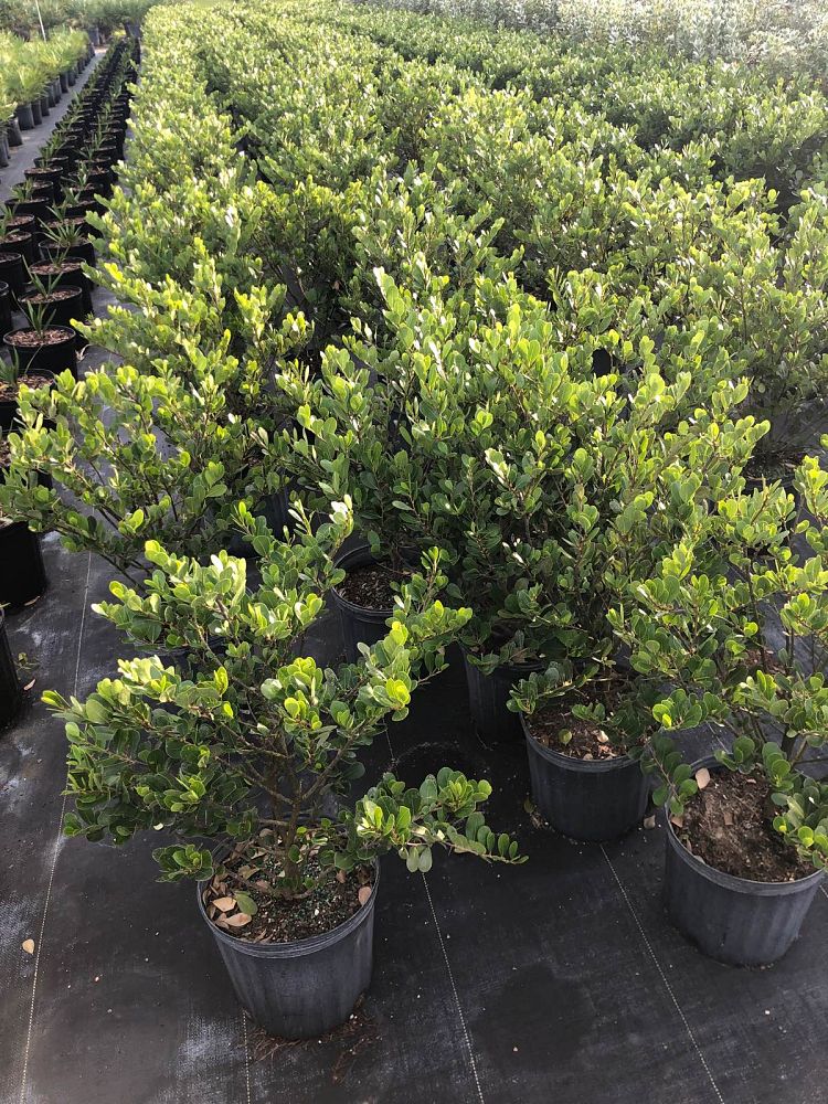 savia-bahamensis-bahama-maidenbush