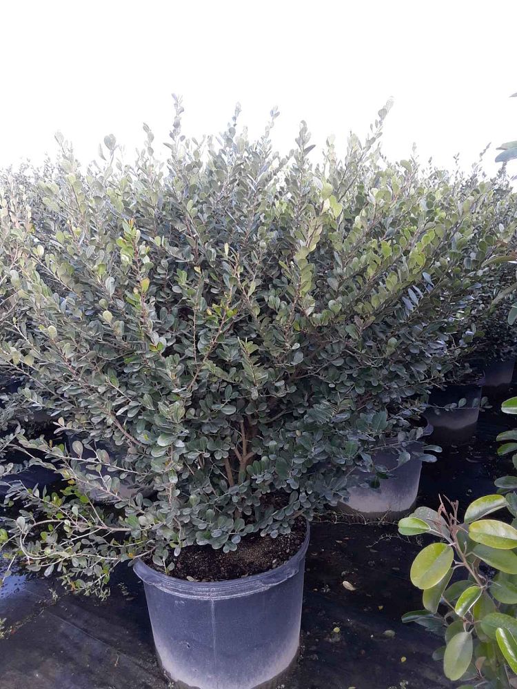 savia-bahamensis-bahama-maidenbush