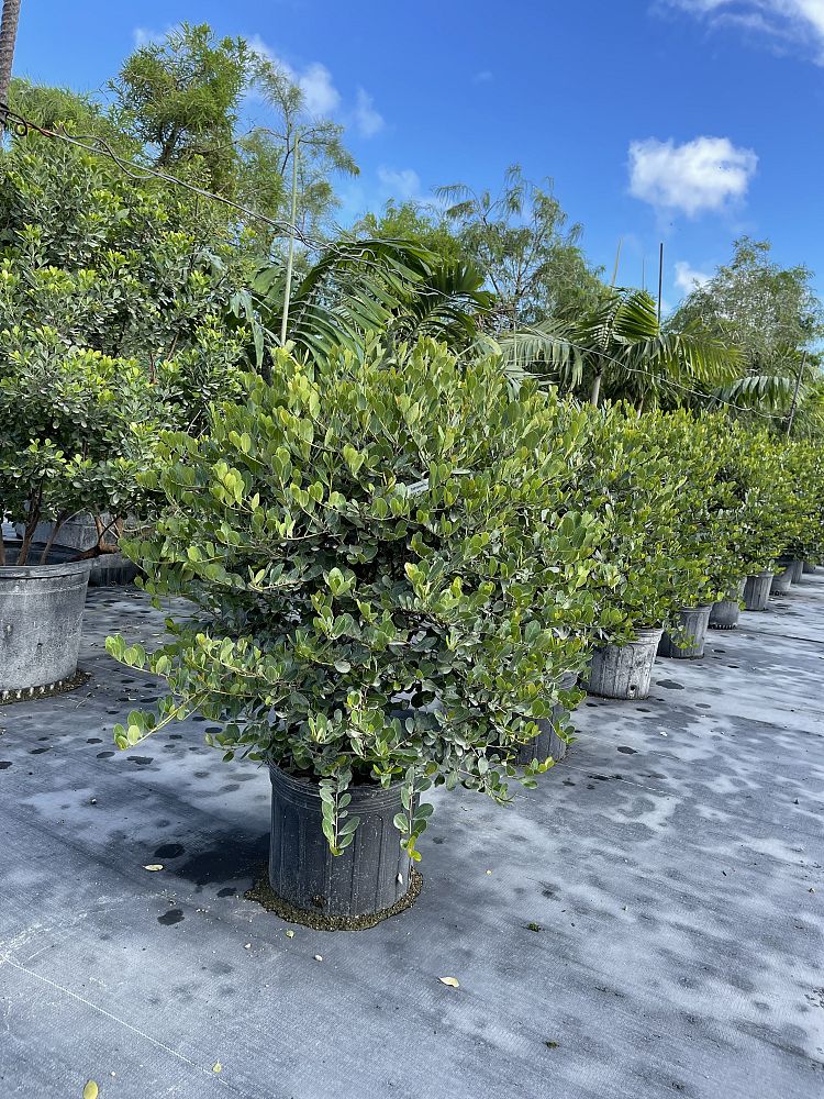 savia-bahamensis-bahama-maidenbush