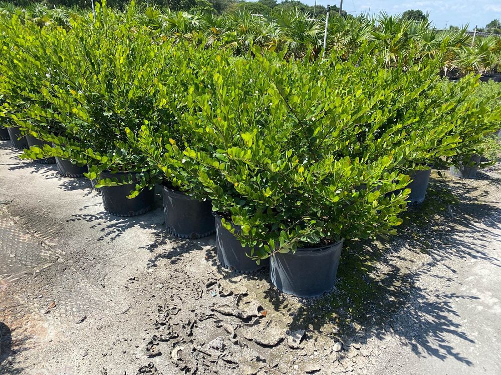 savia-bahamensis-bahama-maidenbush