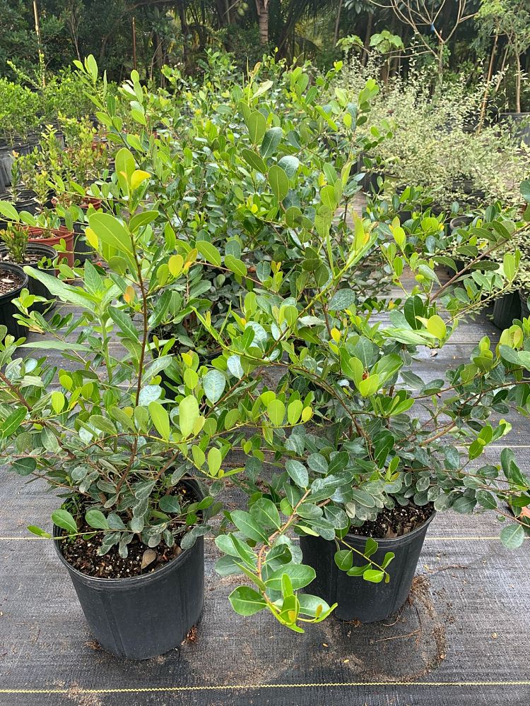 savia-bahamensis-bahama-maidenbush