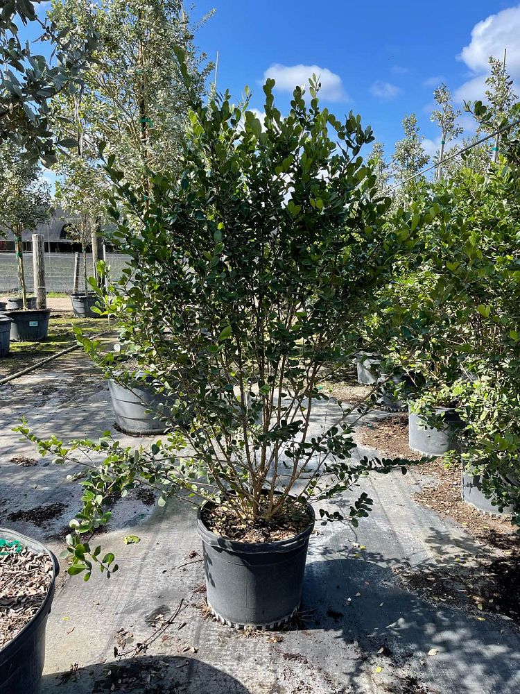 savia-bahamensis-bahama-maidenbush