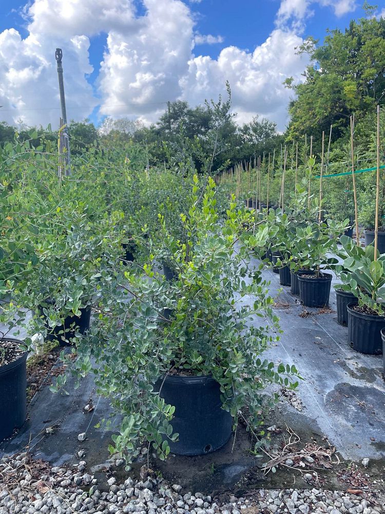 savia-bahamensis-bahama-maidenbush