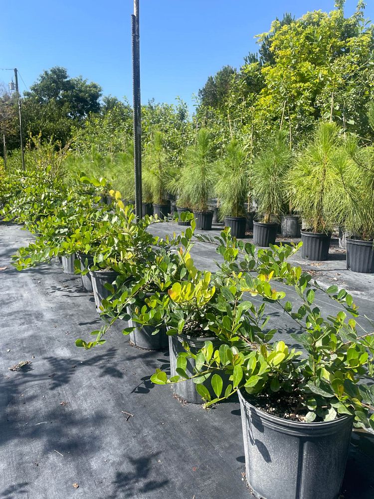 savia-bahamensis-bahama-maidenbush