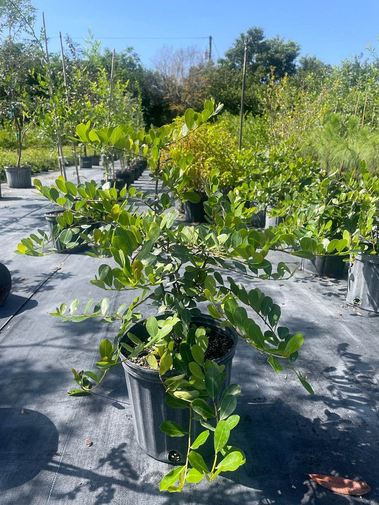 savia-bahamensis-bahama-maidenbush