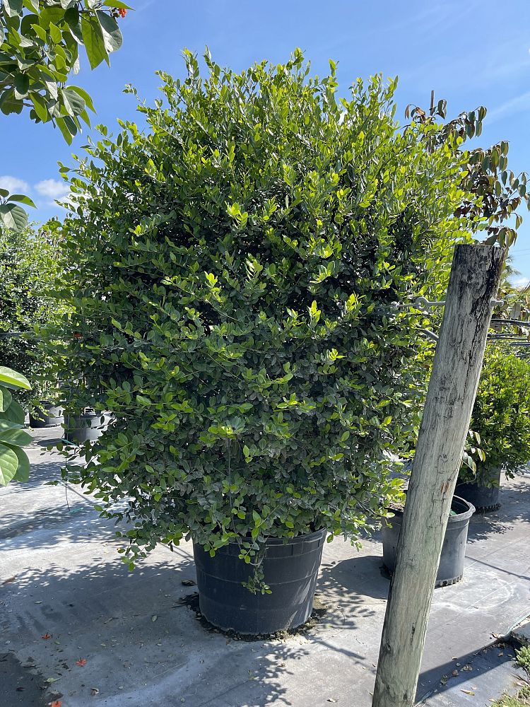 savia-bahamensis-bahama-maidenbush
