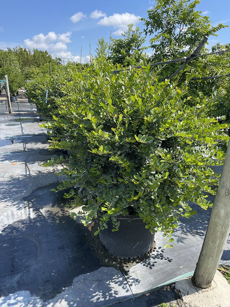 savia-bahamensis-bahama-maidenbush
