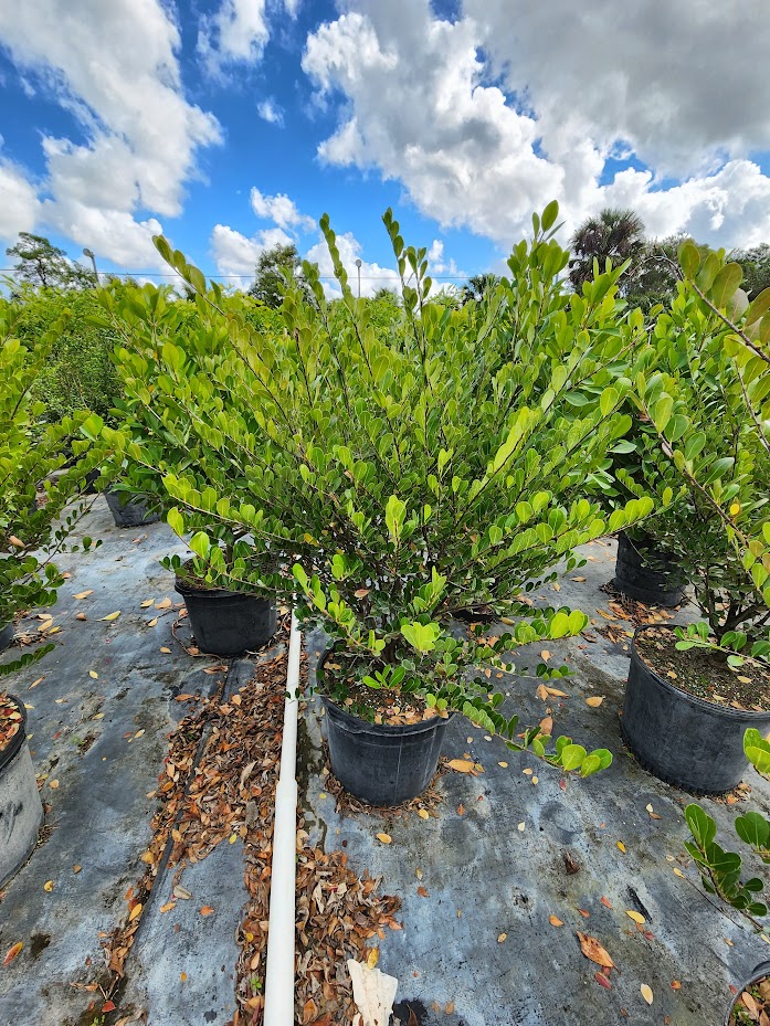 savia-bahamensis-bahama-maidenbush