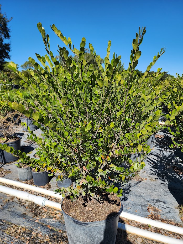 savia-bahamensis-bahama-maidenbush
