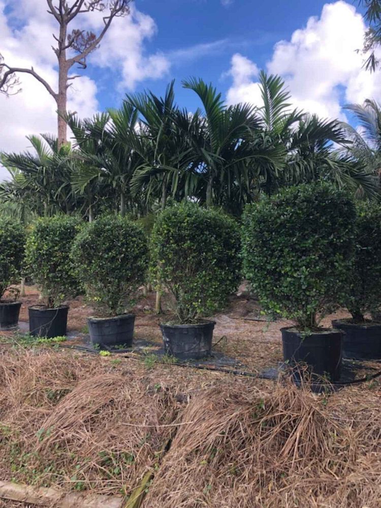 savia-bahamensis-bahama-maidenbush