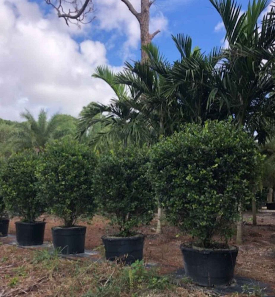 savia-bahamensis-bahama-maidenbush