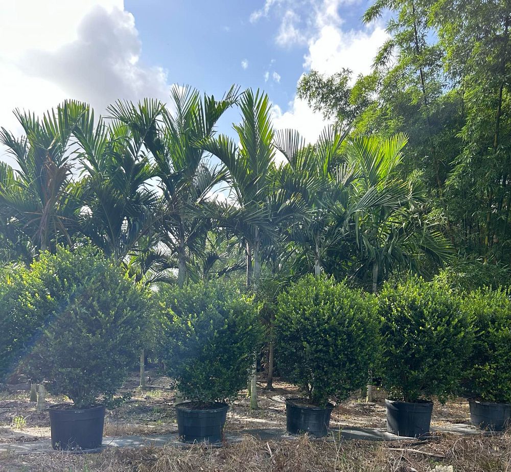 savia-bahamensis-bahama-maidenbush