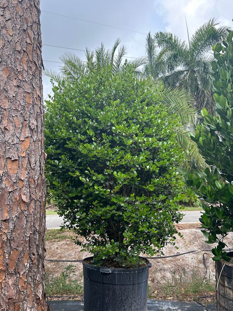 savia-bahamensis-bahama-maidenbush