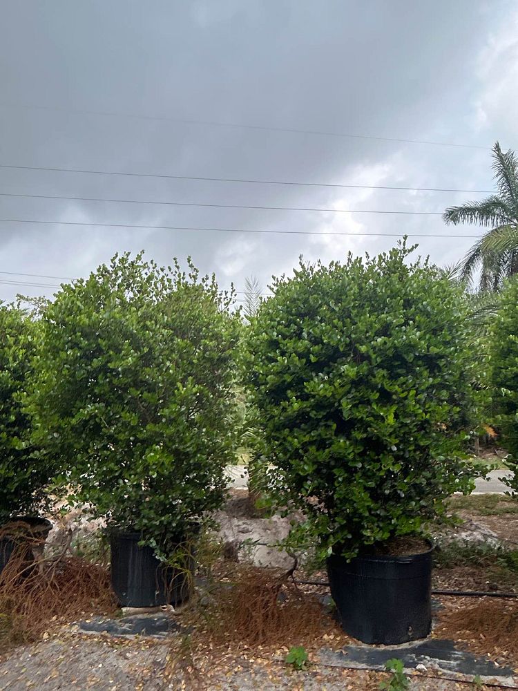 savia-bahamensis-bahama-maidenbush