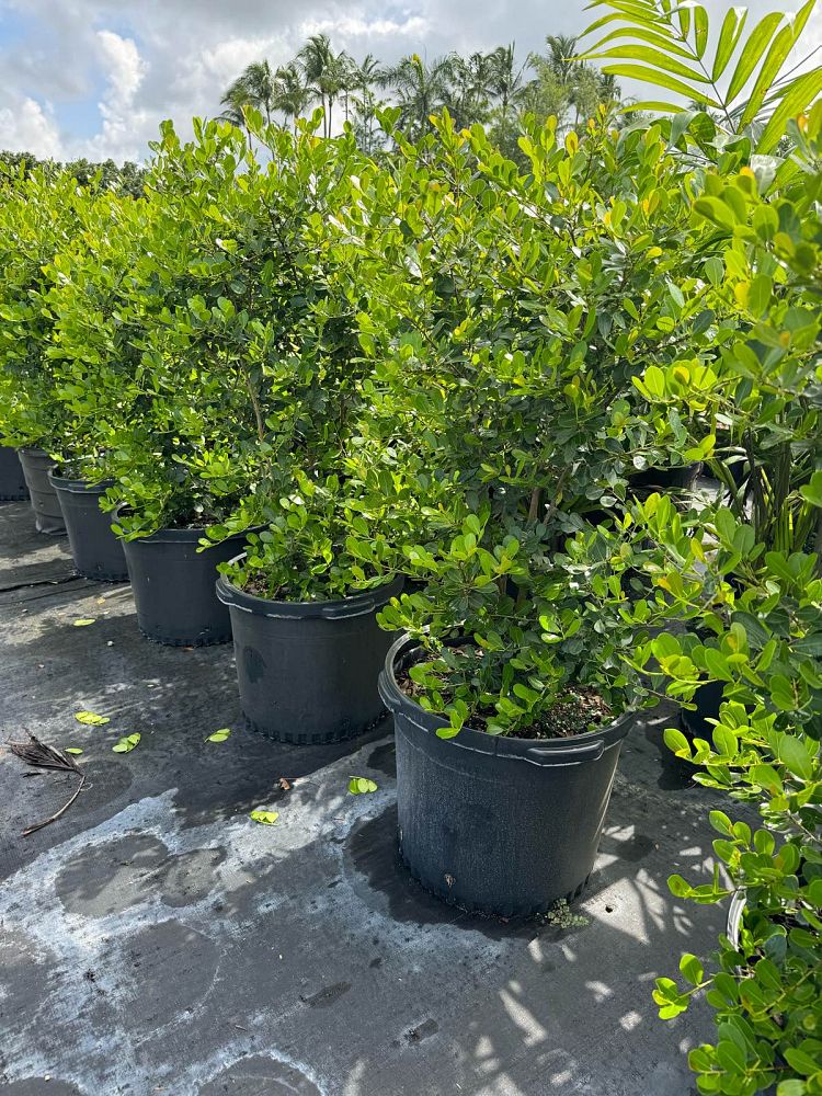 savia-bahamensis-bahama-maidenbush
