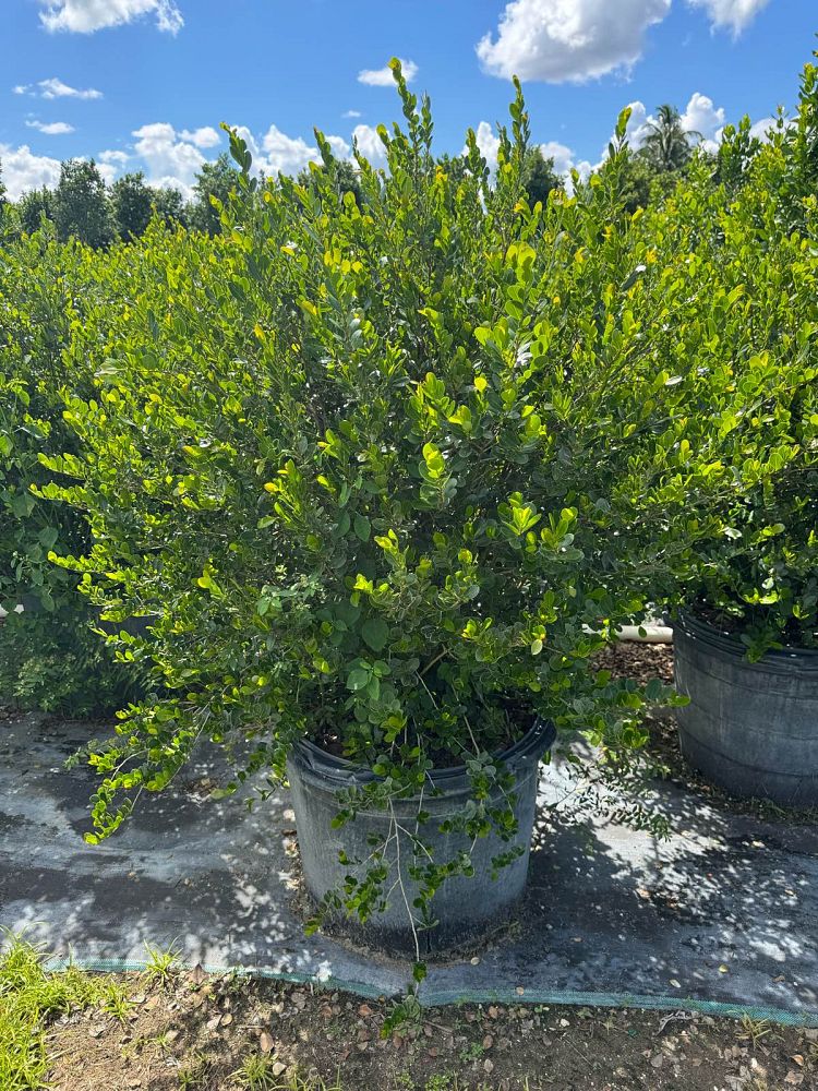 savia-bahamensis-bahama-maidenbush