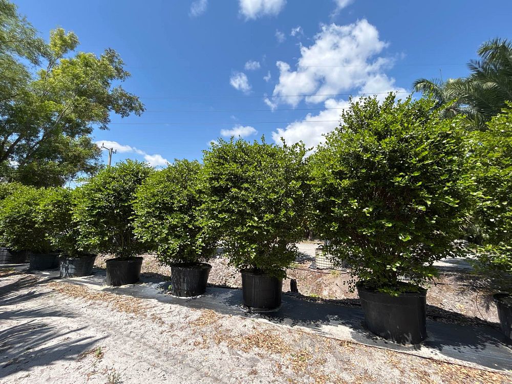 savia-bahamensis-bahama-maidenbush