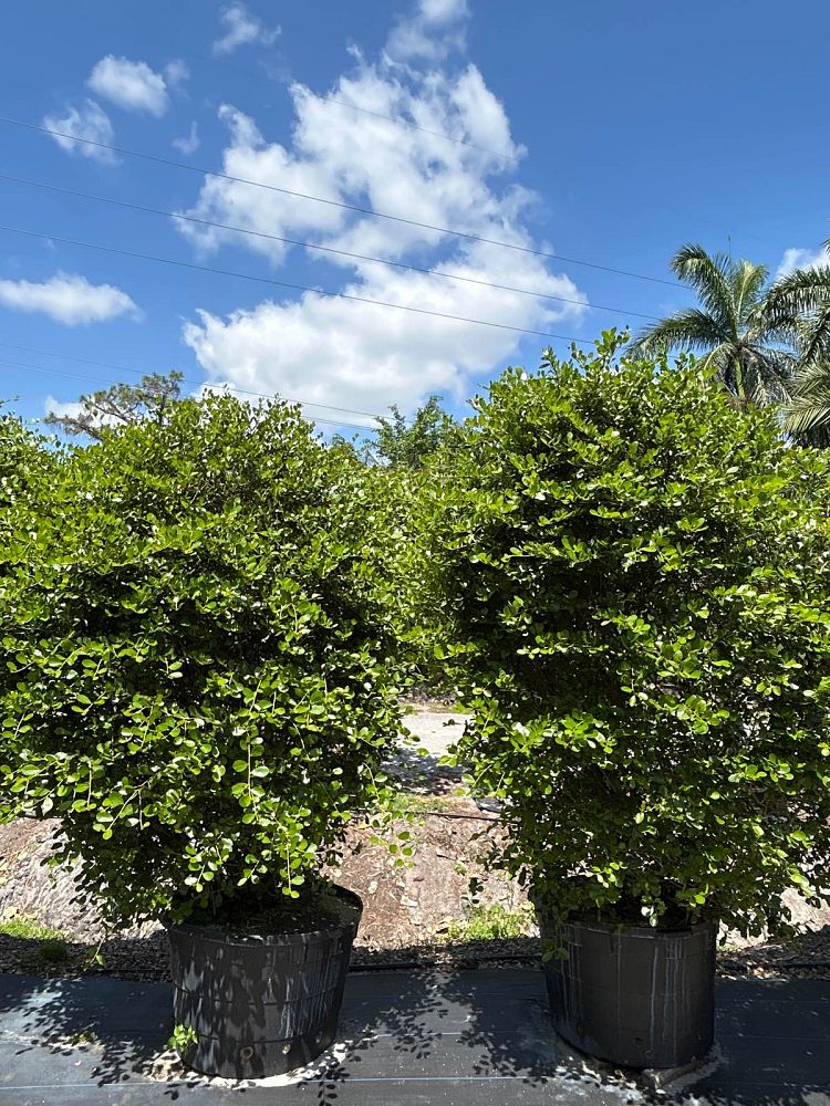 savia-bahamensis-bahama-maidenbush