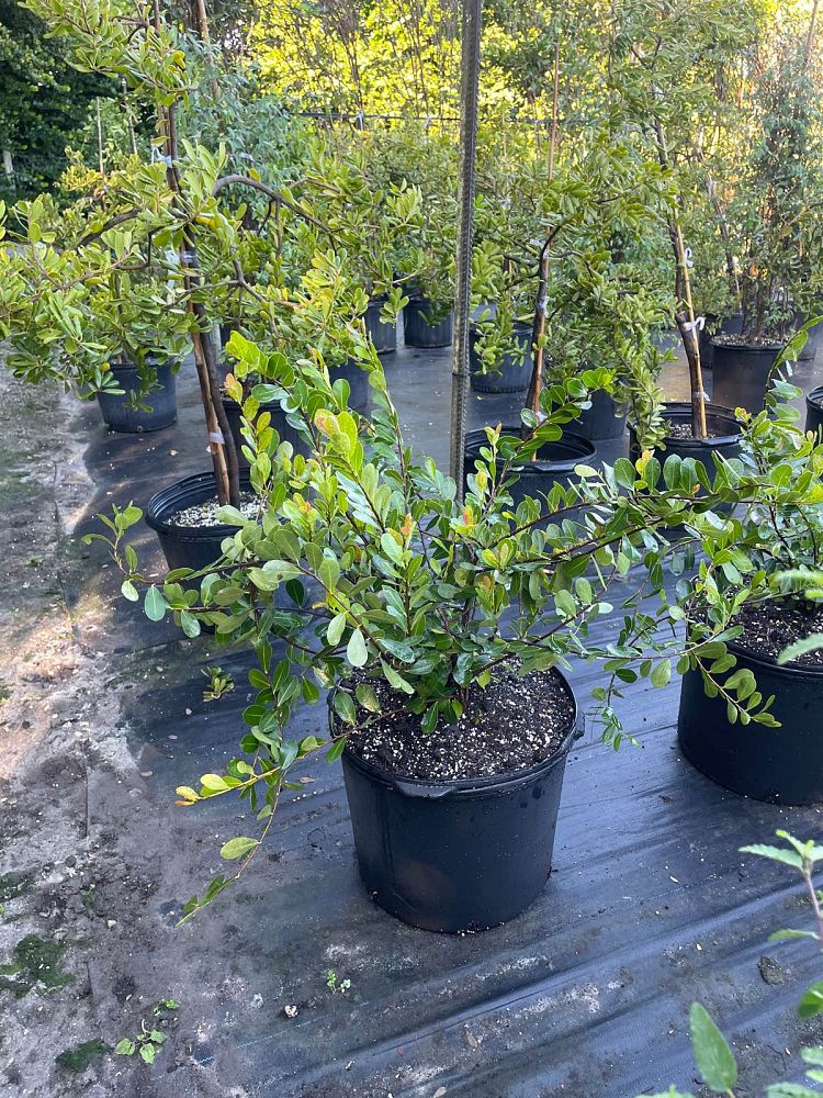 savia-bahamensis-bahama-maidenbush