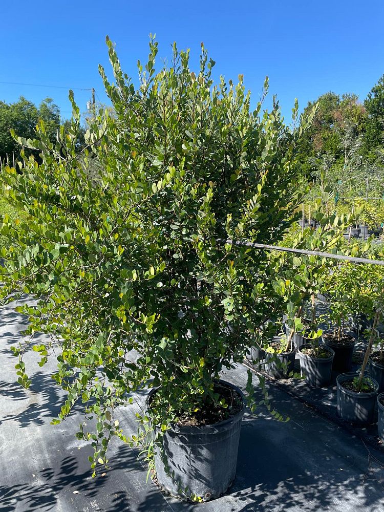 savia-bahamensis-bahama-maidenbush