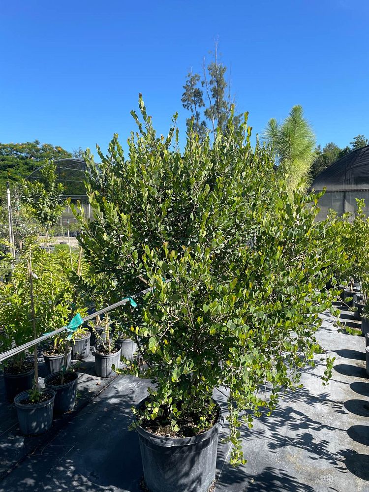 savia-bahamensis-bahama-maidenbush