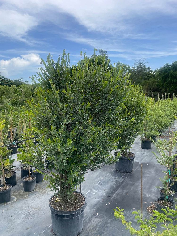 savia-bahamensis-bahama-maidenbush