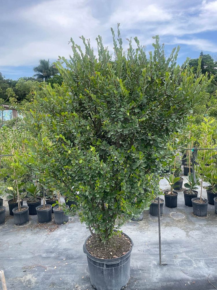 savia-bahamensis-bahama-maidenbush