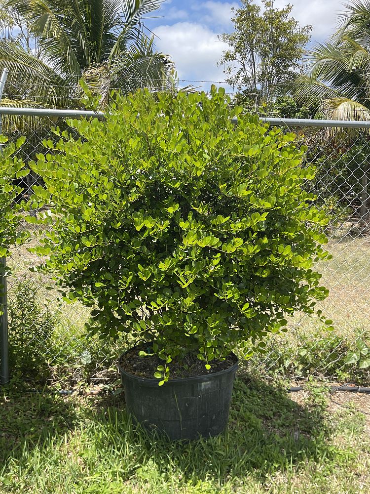 savia-bahamensis-bahama-maidenbush