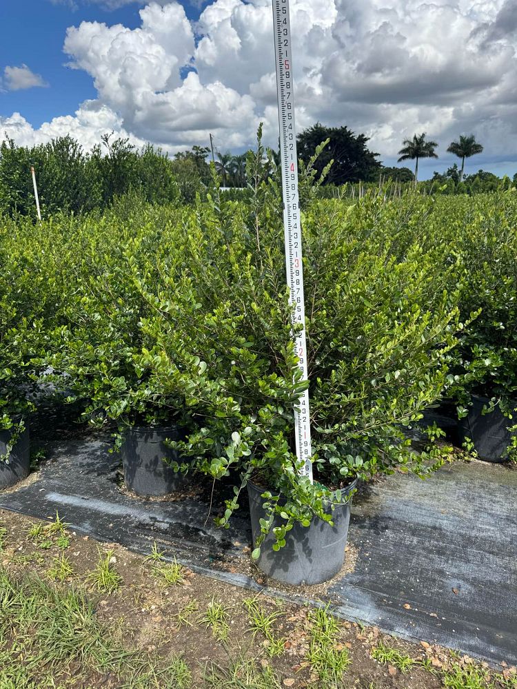 savia-bahamensis-bahama-maidenbush