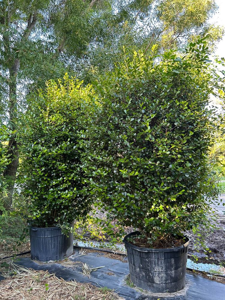 savia-bahamensis-bahama-maidenbush