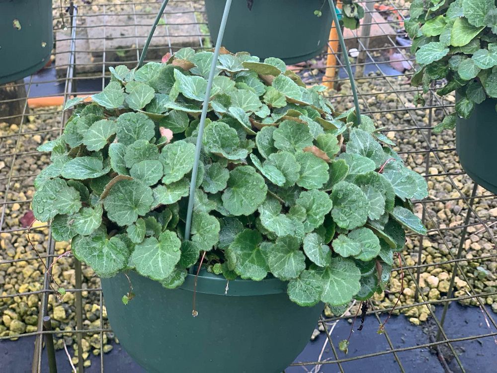 saxifraga-stolonifera-roving-sailor-strawberry-geranium-strawberry-begonia