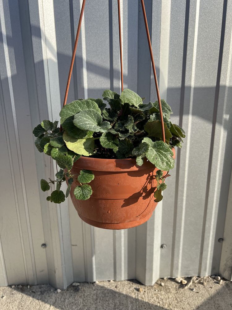 saxifraga-stolonifera-roving-sailor-strawberry-geranium-strawberry-begonia
