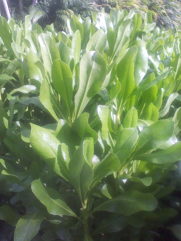 scaevola-fan-flower