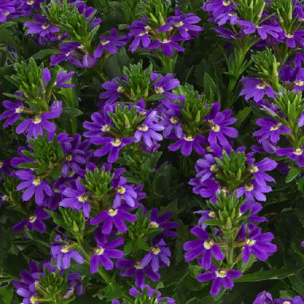 scaevola-fan-flower